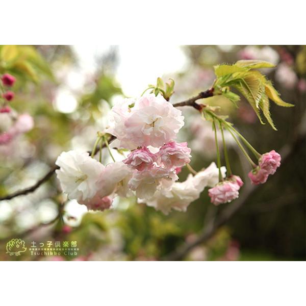 桜 『 松月 ( ショウゲツ )』 接ぎ木 10.5cmポット 苗木 : 花 桜 『 松月 ( ショウゲツ )』 接ぎ木 10.5cmポット 苗木 : 花