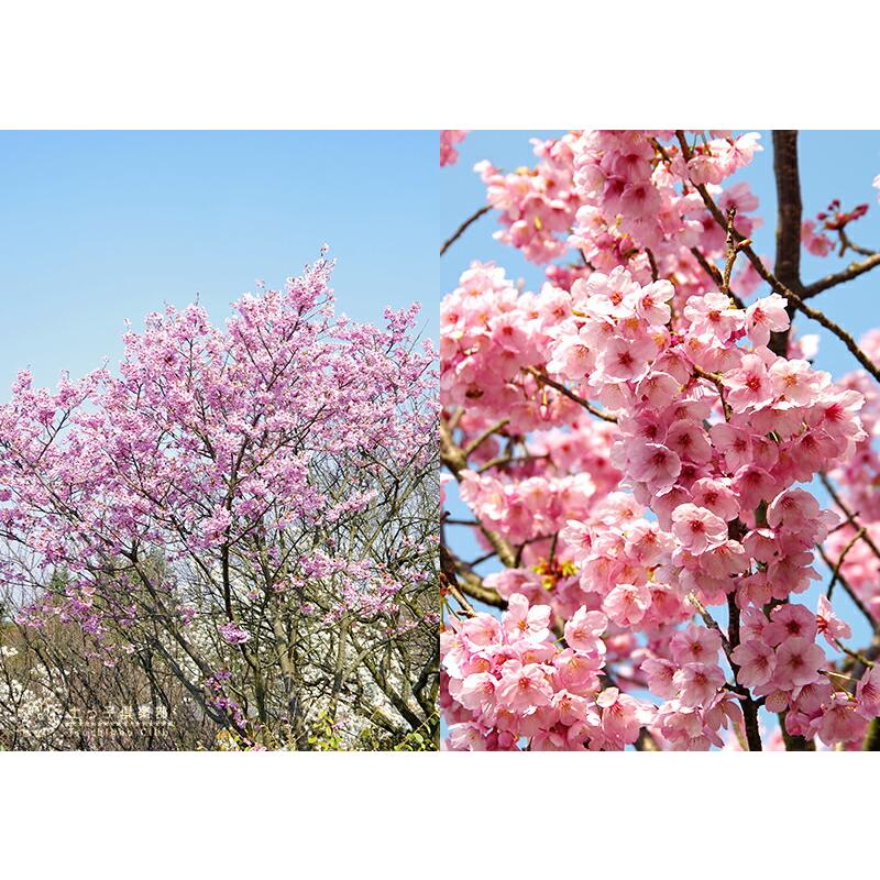 桜 『 陽光 』 接ぎ木 10.5cmポット 苗木｜produce87｜04