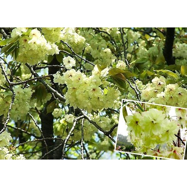 鬱金桜（ウコンザクラ）希少な黄緑色の桜 八重 花芽沢山 金運アップ