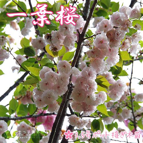 桜 一葉 イチヨウ 接ぎ木 10 5cmポット 苗木 T 110 10 花と緑の専門店 土っ子倶楽部 通販 Yahoo ショッピング