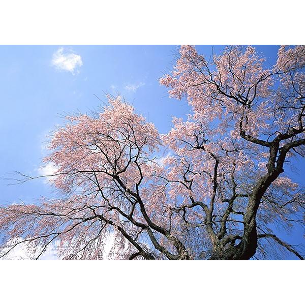 桜『 しだれ桜 』 接ぎ木 12cmポット苗 一重 ( 紅しだれ 桜『 しだれ桜 』 接ぎ木 12cmポット苗 一重 ( 紅しだれ