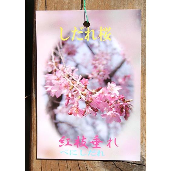桜『 しだれ桜 』 接ぎ木 12cmポット苗 一重 ( 紅しだれ 桜『 しだれ桜 』 接ぎ木 12cmポット苗 一重 ( 紅しだれ