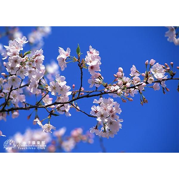 桜 染井吉野 そめいよしの 接ぎ木 15cmポット 苗木 T 114 15 花と緑の専門店 土っ子倶楽部 通販 Yahoo ショッピング