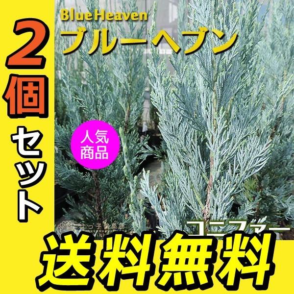 コニファー  『ブルーヘブン 』 2個セット （ 送料無料 ） 15cmポット苗