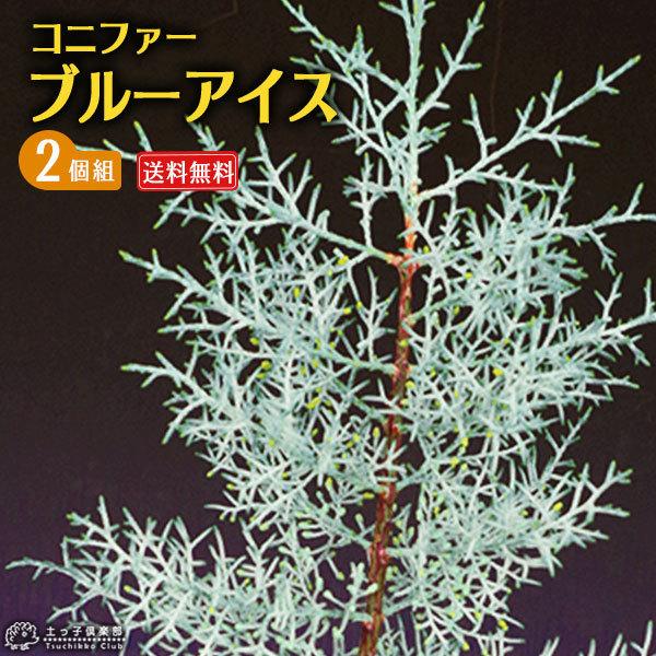 コニファー ブルーアイス 2個セット 送料無料 15cmポット苗 T 147 2ps 花と緑の専門店 土っ子倶楽部 通販 Yahoo ショッピング