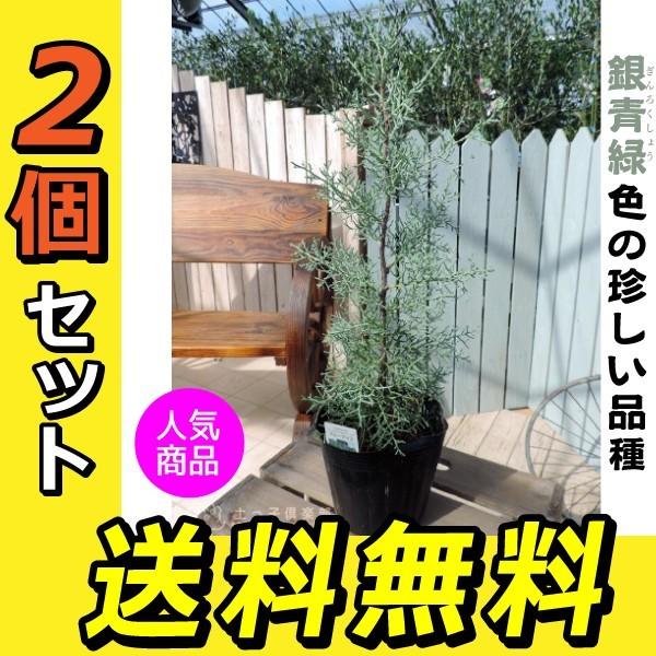 コニファー 『 ブルーアイス 』 2個セット （ 送料無料 ） 12〜15cm