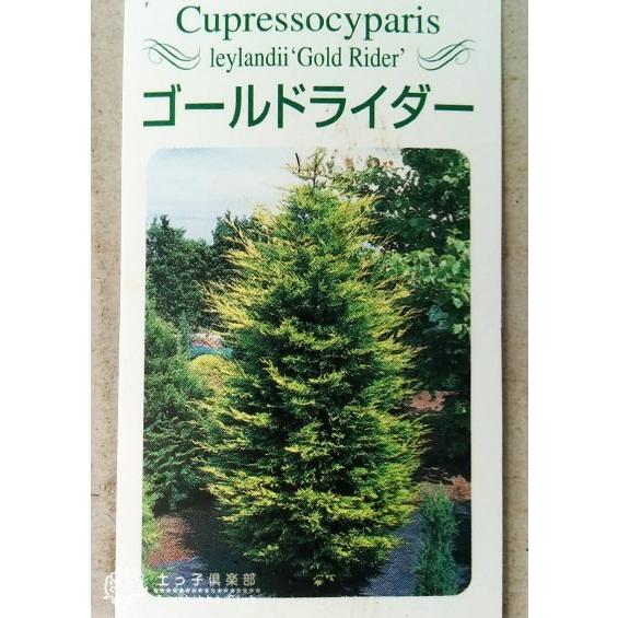 コニファー ゴールドライダー 2個セット 送料無料 15cmポット苗 T 149 2ps 花と緑の専門店 土っ子倶楽部 通販 Yahoo ショッピング
