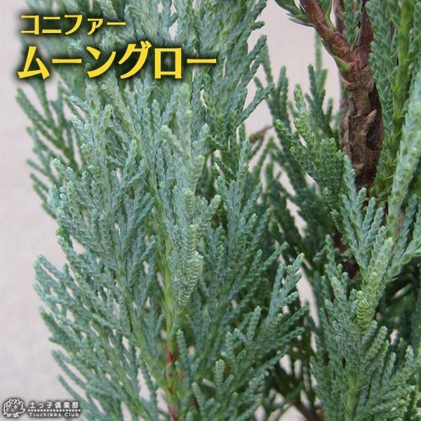 コニファー ムーングロー 15cmポット苗 T 150 花と緑の専門店 土っ子倶楽部 通販 Yahoo ショッピング