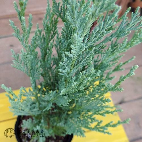 コニファー 『 ムーングロー 』 2個セット （ 送料無料 ） 15cmポット