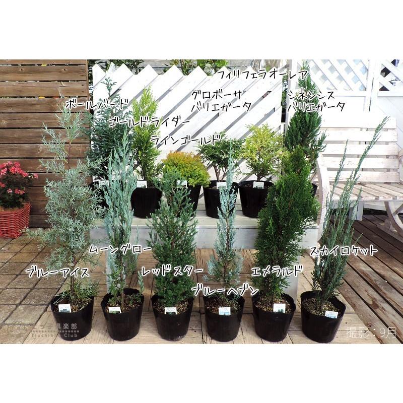 コニファー グロボーサバリエガータ 15cmポット苗 T 152 花と緑の専門店 土っ子倶楽部 通販 Yahoo ショッピング