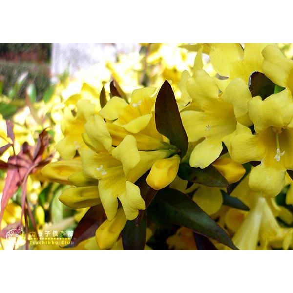 カロライナジャスミン 2個セット （ 送料無料 ）10.5cmポット苗 : 花と