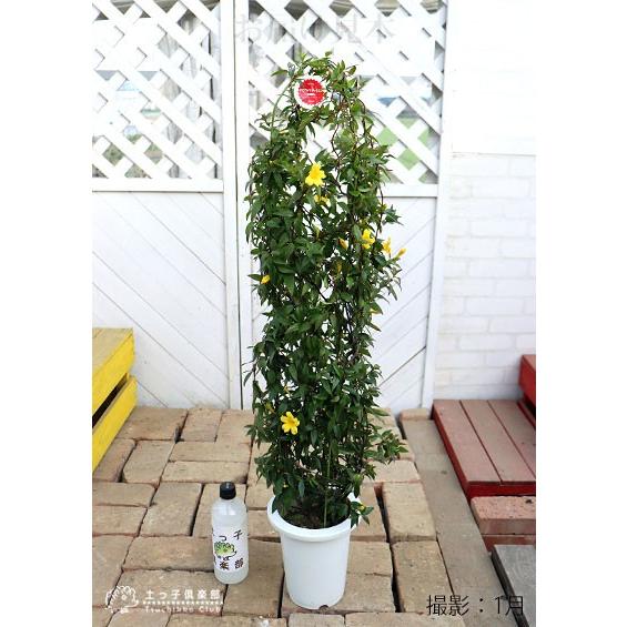 カロライナジャスミン 6号鉢植え : 花と緑の専門店 土っ子倶楽部