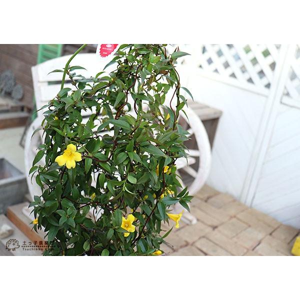 カロライナジャスミン 6号鉢植え : 花と緑の専門店 土っ子倶楽部