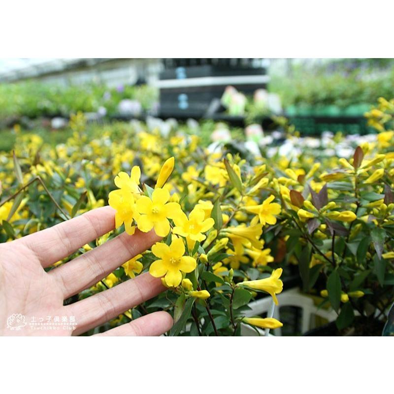 カロライナジャスミン 6号鉢植え T 197 H6 花と緑の専門店 土っ子倶楽部 通販 Yahoo ショッピング