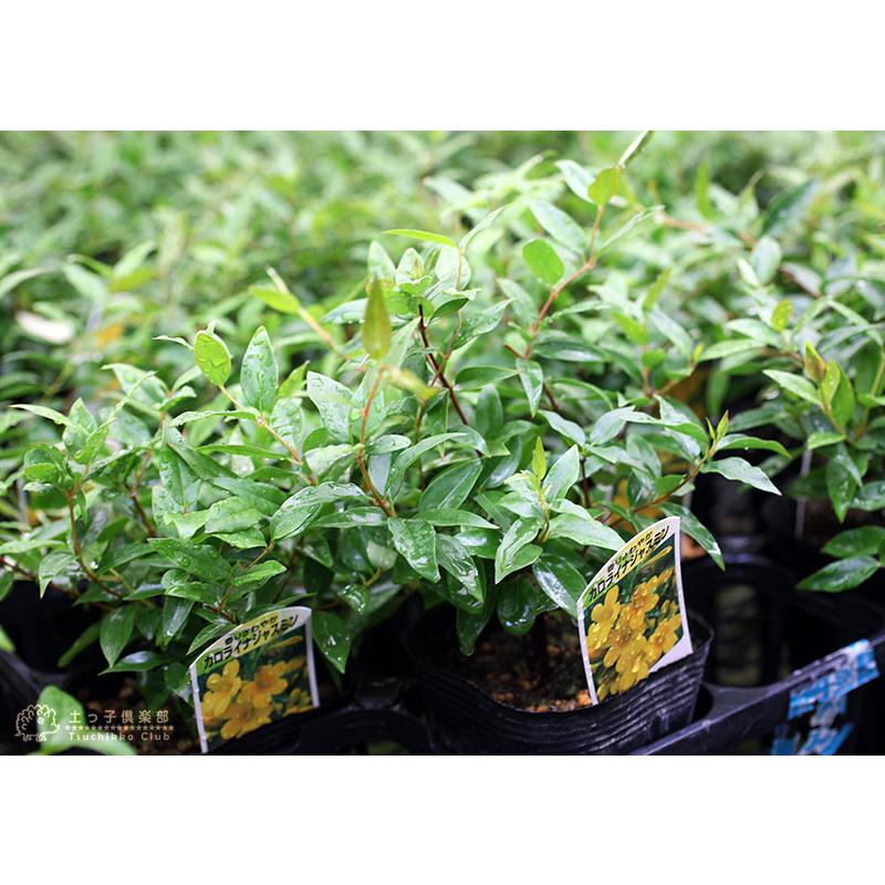 カロライナジャスミン 10.5cmポット苗 : 花と緑の専門店 土っ子倶楽部