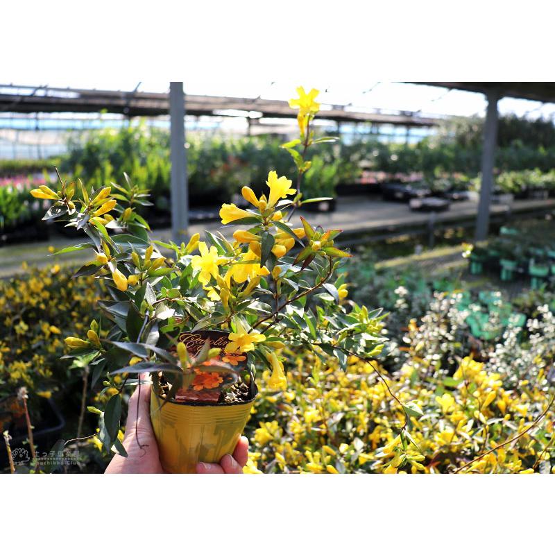 カロライナジャスミン 10.5cmポット苗 : 花と緑の専門店 土っ子倶楽部