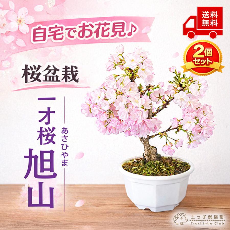 桜盆栽 一才桜 『 旭山 （ あさひやま ） 』 【 送料無料 】 2個セット