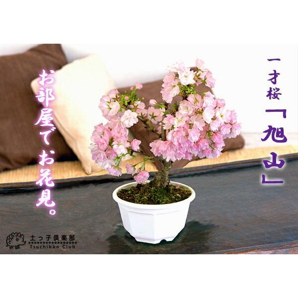 桜盆栽 一才桜 『 旭山 （ あさひやま ） 』 【 送料無料 】 2個セット