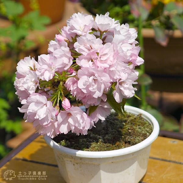 桜盆栽 一才桜 『 旭山 （ あさひやま ） 』 【 送料無料 】 2個セット