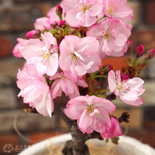 桜盆栽 一才桜 『 旭山 （ あさひやま ） 』 【 送料無料 】 2個セット