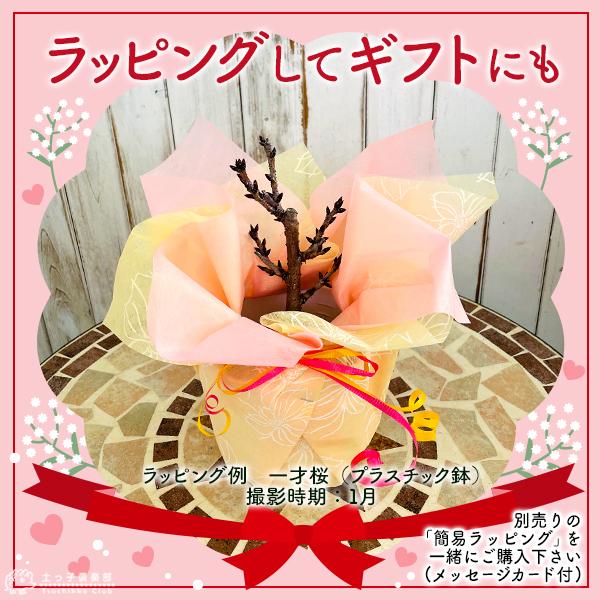 桜盆栽 一才桜 『 旭山 （ あさひやま ）』 ギフト 贈答 プレゼント 土