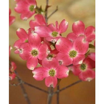 ハナミズキ 『 チェロキーサンセット 』 斑入り葉 18cmポット苗 : 花と