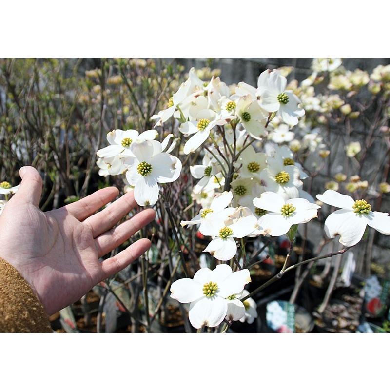 ハナミズキ 『 クラウドナイン 』 13.5cmポット苗 : 花と緑の専門店 土