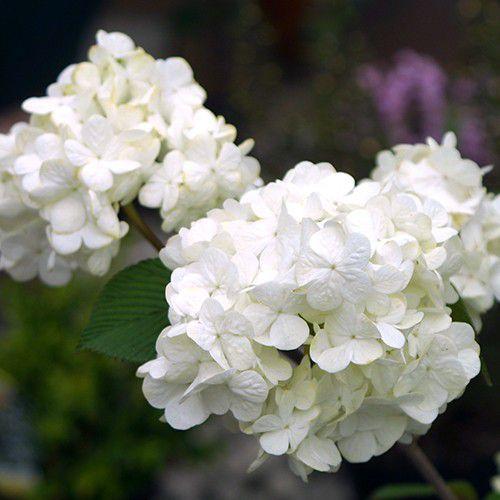 ■オオデマリ■白花■約H180cm■大株■ オオデマリ （ 大手毬 ） 10.5cmポット苗木 : 花と緑の専門店 土っ子