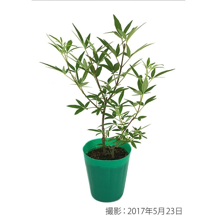 西洋ニンジンボク （チェストツリー） 2個セット （ 送料無料 ） 12cm