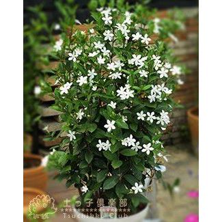 花芽付き セイロンライティア 4号鉢植え 夏の花 T 228 H4 花と緑の専門店 土っ子倶楽部 通販 Yahoo ショッピング