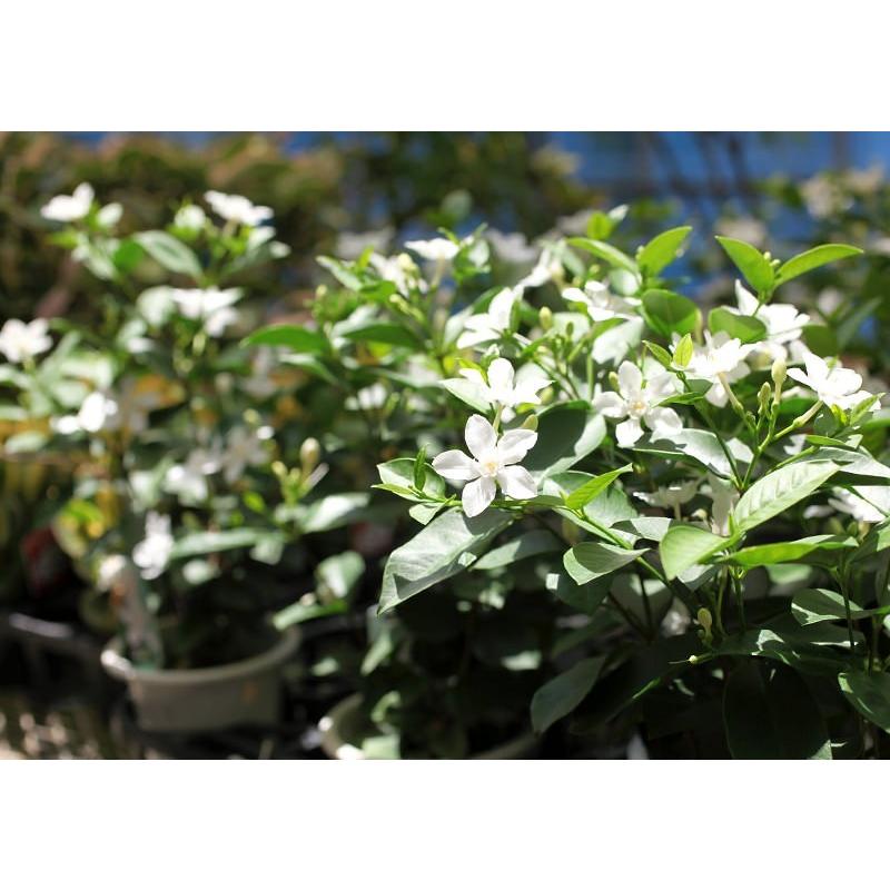 花芽付き セイロンライティア 4号鉢植え 夏の花 T 228 H4 花と緑の専門店 土っ子倶楽部 通販 Yahoo ショッピング