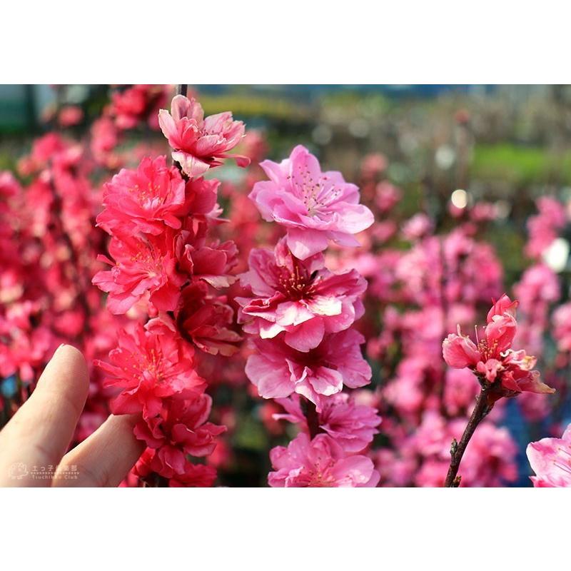 い　花桃　花もも　ミックス　2本　花苗　花苗木 花桃 花もも ミックス 苗 2本 花苗 実性苗｜Yahoo!フリマ（旧PayPay