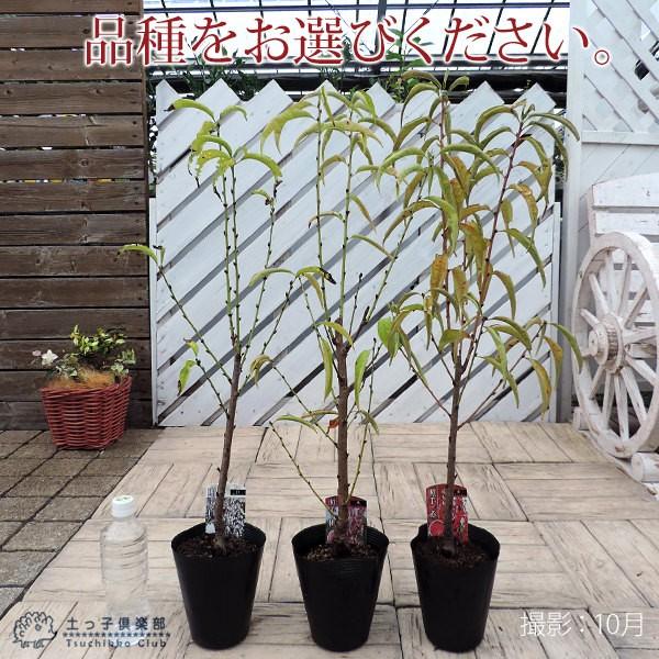花桃 （ 照手シリーズ ） 13.5cmポット苗 : 花と緑の専門店 土っ子