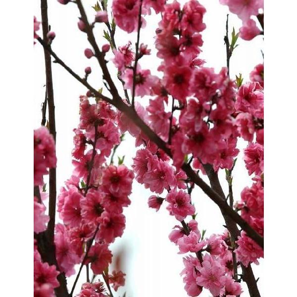 花桃 （ 照手シリーズ ） 13.5cmポット苗 : 花と緑の専門店 土っ子