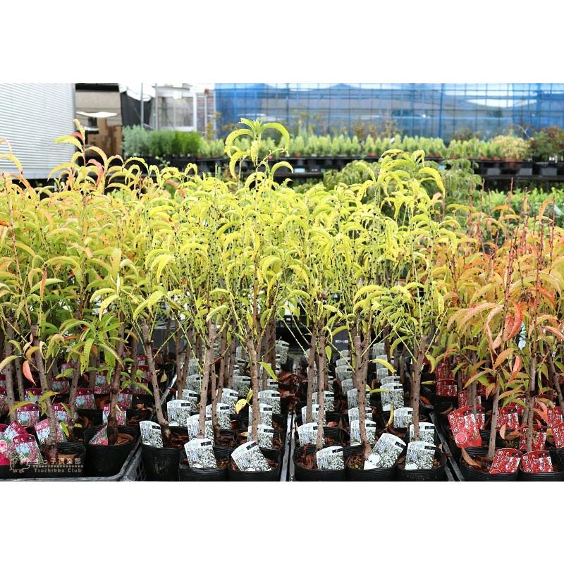 花桃 （ 照手シリーズ ） 13.5cmポット苗 : 花と緑の専門店 土っ子