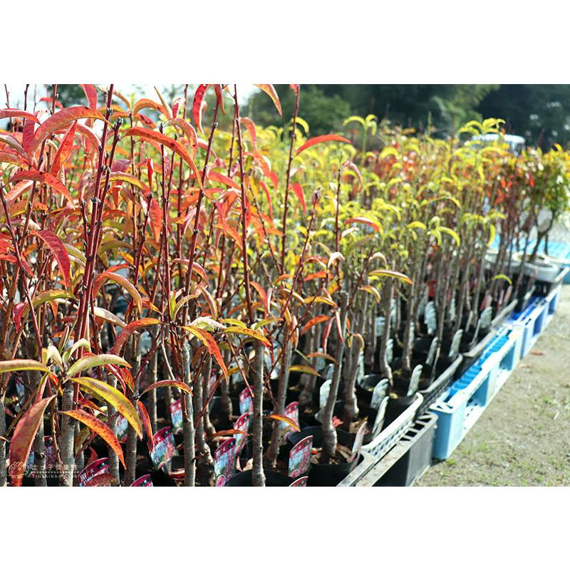花桃 （ 照手シリーズ ） 13.5cmポット苗 : 花と緑の専門店 土っ子