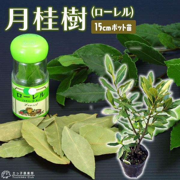 月桂樹 ローレル 15cmポット苗木 花 ガーデニング