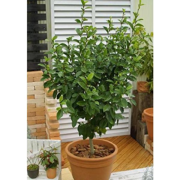 オガタマの木 『紅花オガタマ 』 ポートワイン 15cmポット苗