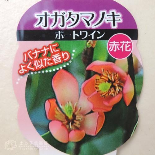 ◎樹高100cm内外 ◎ポートワイン5月頃にワインレッド小花を咲かせる常緑樹 imgrc0138513162.jpg