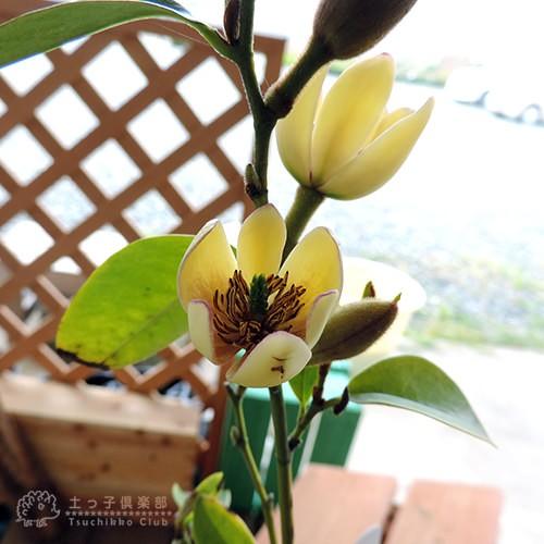 オガタマの木 （ カラタネオガタマ ） 15cmポット苗 （別名： バナナ