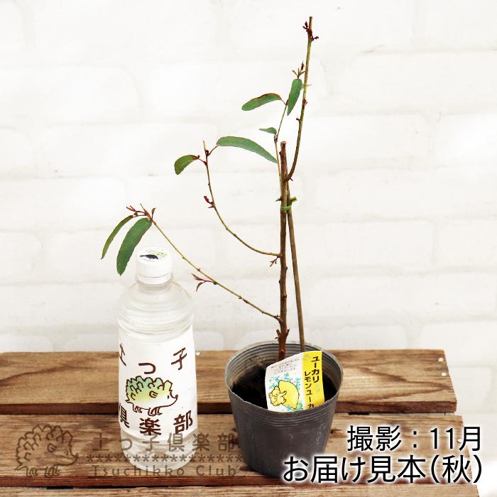 ユーカリの木 『 レモンユーカリ 』 2個セット （ 送料無料 ） 10.5cm