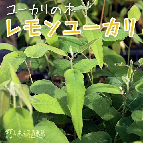 ユーカリの木『レモンユーカリ』 9cmポット苗 : 花と緑の専門店 土っ子