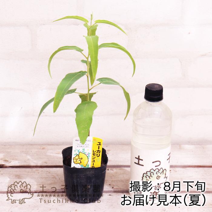 ユーカリの木『レモンユーカリ』 9cmポット苗 : 花と緑の専門店 土っ子