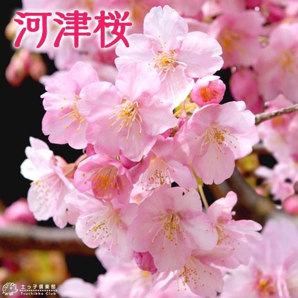 桜 『 河津桜 （ かわづざくら ） 』接ぎ木 15cmポット 苗木｜produce87