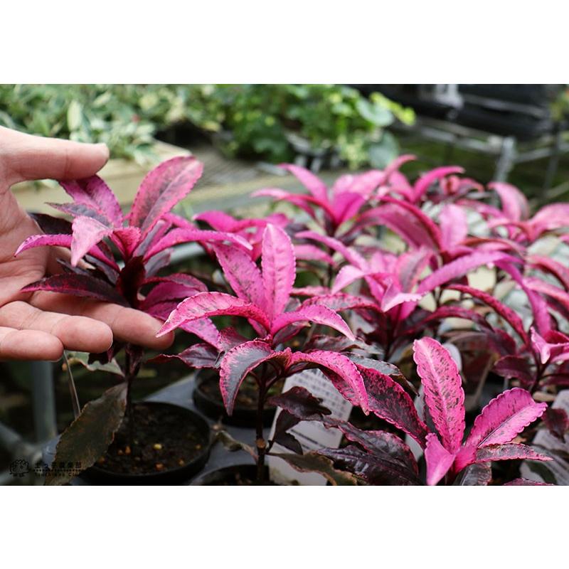 万両『 紅孔雀 （ ベニクジャク ）』9cmポット苗 【 珍種 】 : 花と緑