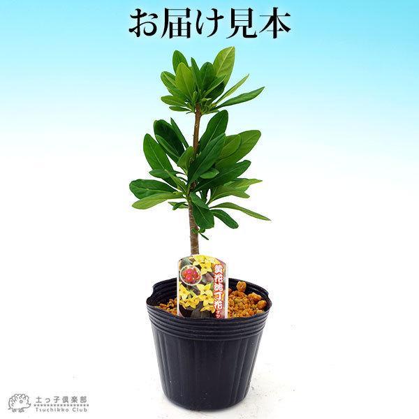 黄花沈丁花 （ キバナジンチョウゲ ） 12cmポット苗 ナツボウズ