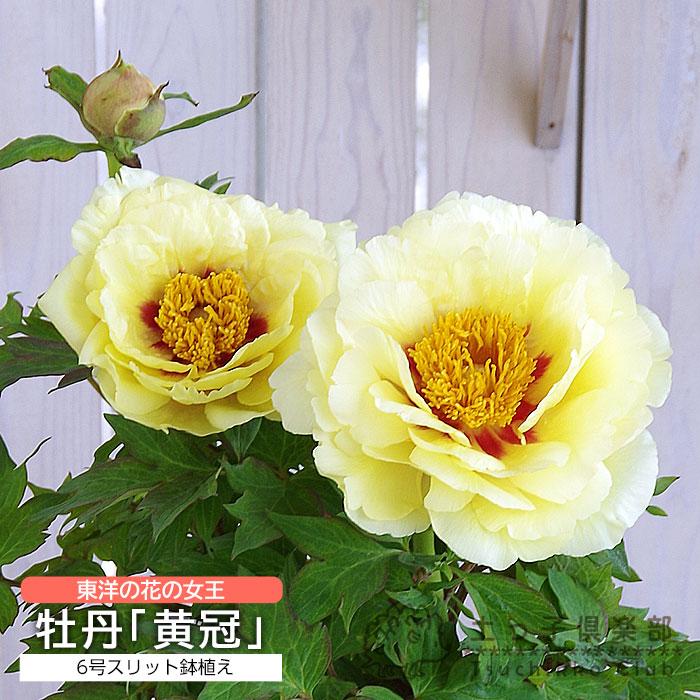 牡丹『 黄冠 』 6号スリット鉢植え（ 黄ボタン ） : 花と緑の専門店 土