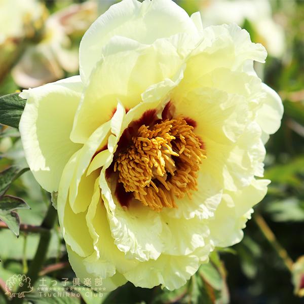 ブランド買うならブランドオフ 牡丹 黄冠 6号スリット鉢植え 黄ボタン 22年の開花は終了しています Witravel It