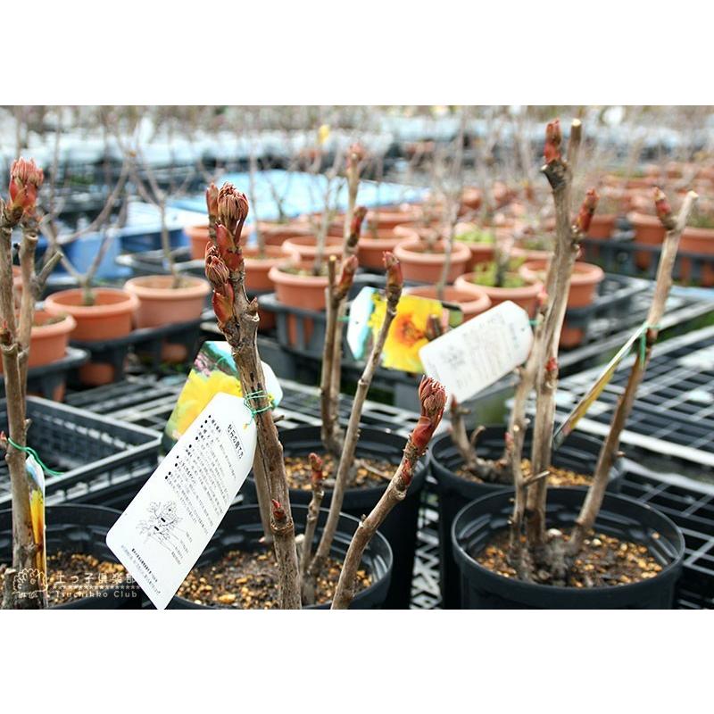 牡丹 黄冠 6号スリット鉢植え 黄ボタン お届け時には今期の開花は終了しています T 293 2r 花と緑の専門店 土っ子倶楽部 通販 Yahoo ショッピング