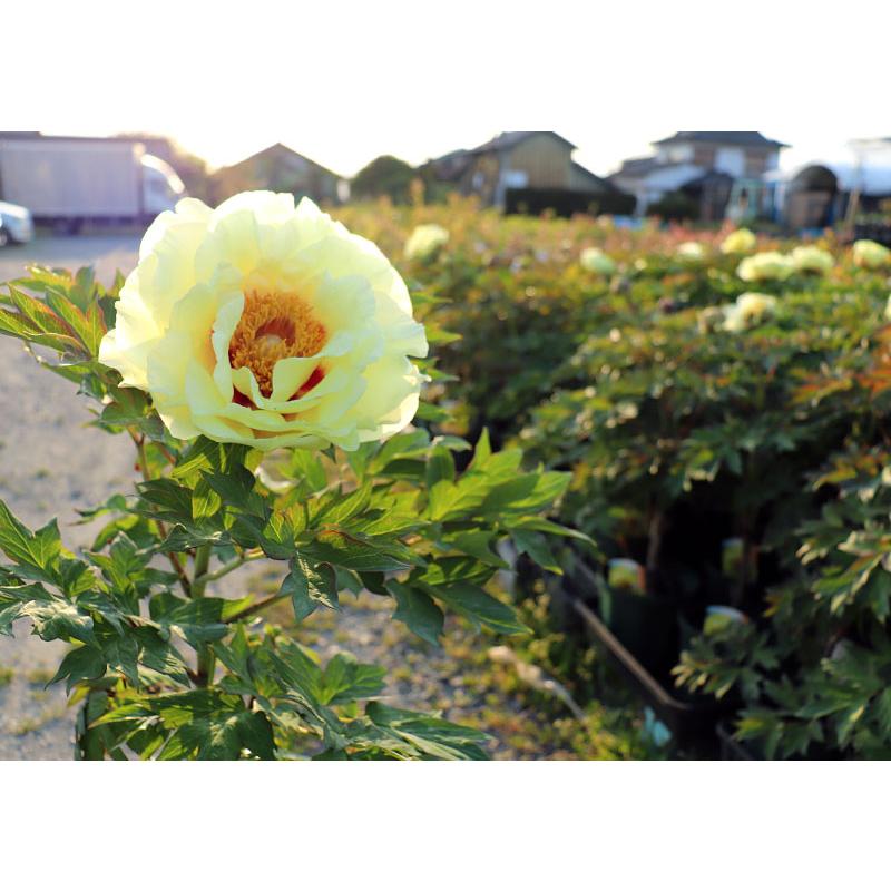 牡丹『 黄冠 』 6号スリット鉢植え（ 黄ボタン ） : 花と緑の専門店 土